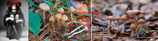 стафф Алексеевка
