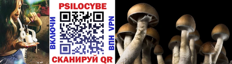 darknet наркотические препараты  Нижний Новгород  Псилоцибиновые грибы GOLDEN TEACHER 